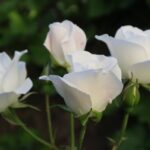 Rosas-blancas.jpg